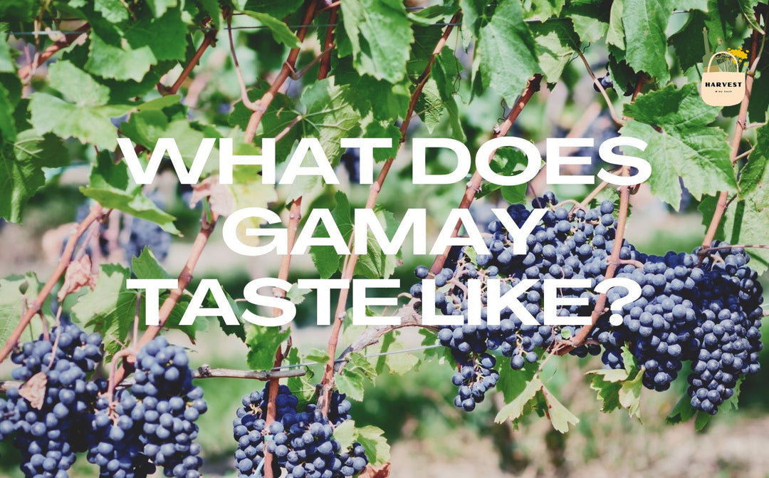 Why is Everyone Falling for Gamay Wine?